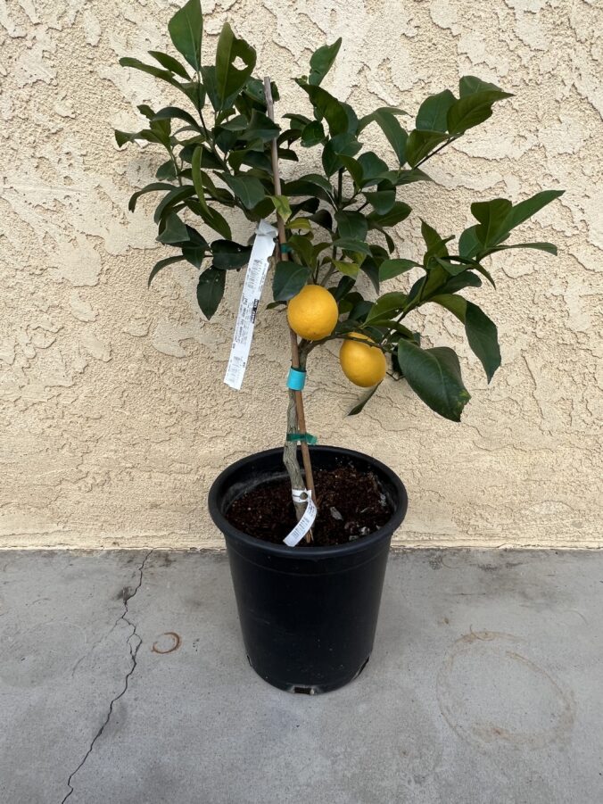 Two lemons hanging on a small tree in a pot.