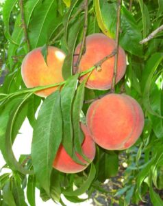 Four peaches hanging on a tree.